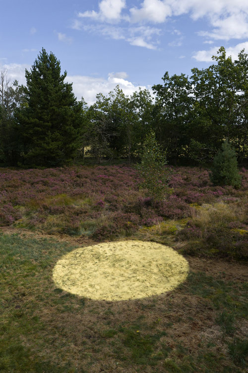 Fyrrepollen - et midlertidigt værk på Harrild Hede af Camilla Berner