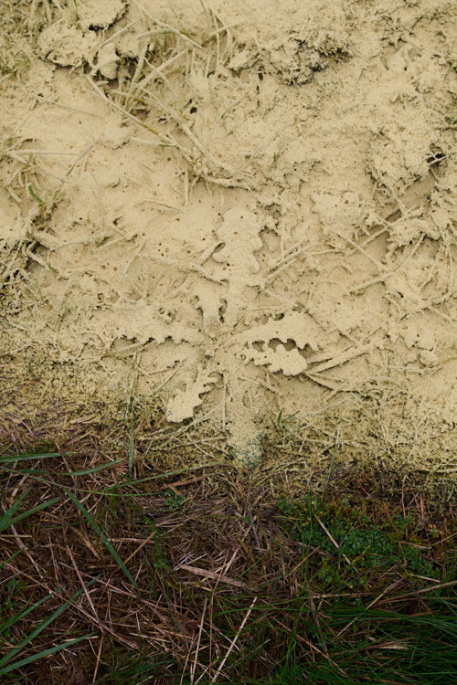 Fyrrepollen - et midlertidigt værk på Harrild Hede af Camilla Berner