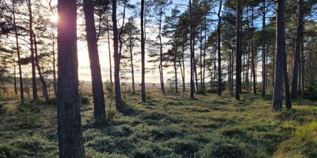 Skov - solen skinner gennem træerne 