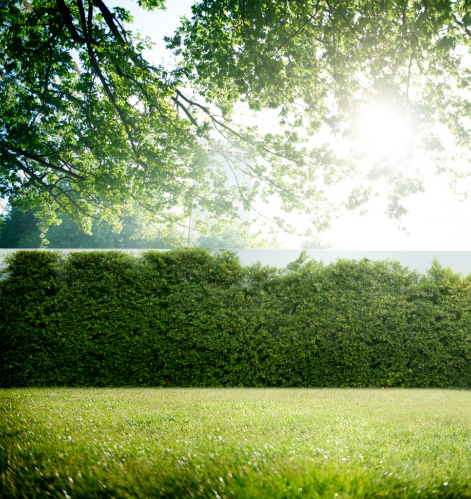 Grøn hæk med grøn plæne foran. Solen  skinner lige over hækken.