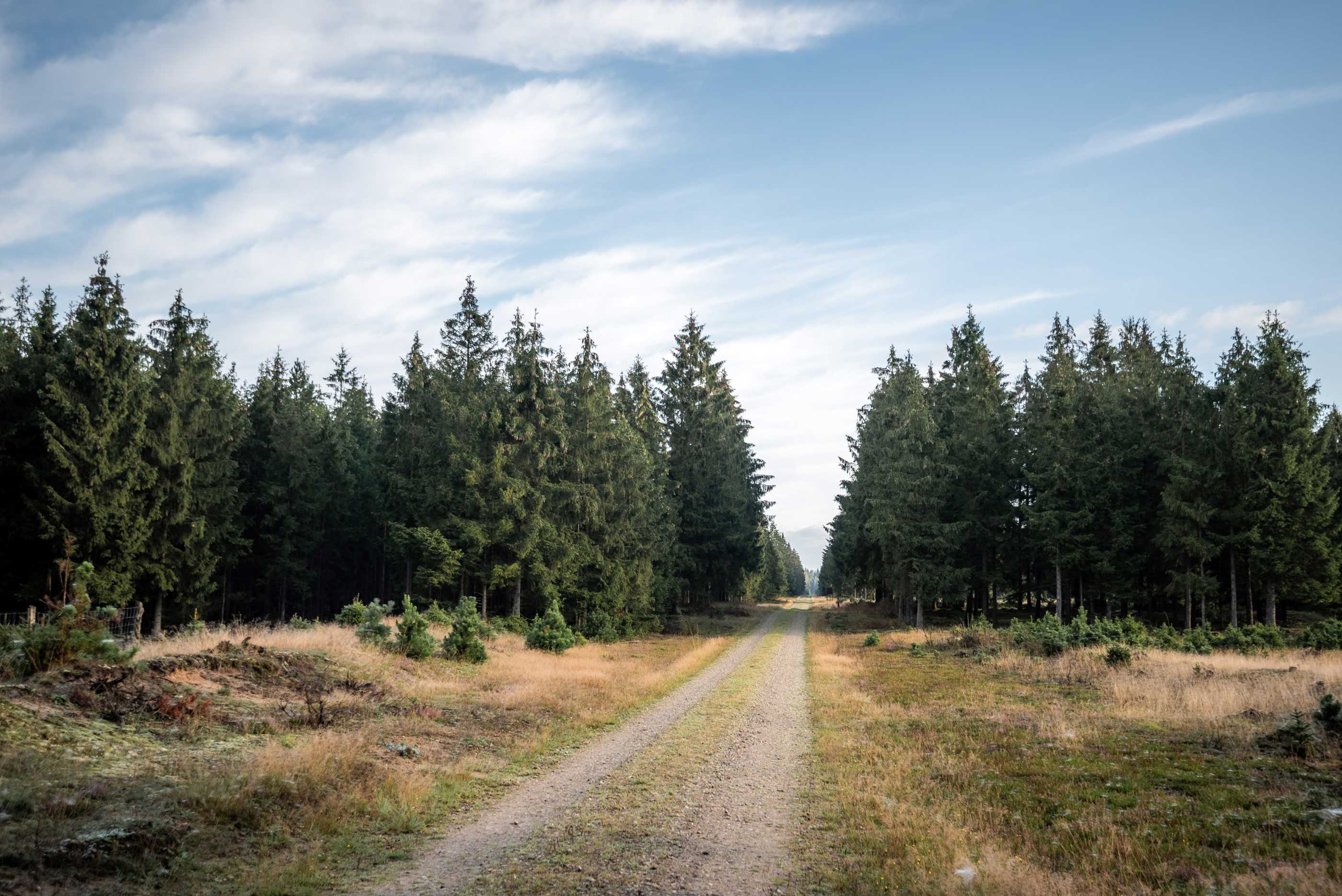 Mountainbike trail in Gludsted Plantation