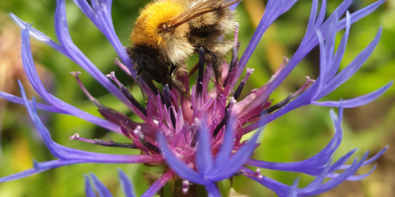 Billedet viser en bi, der sidder i en lille blomst (knopurt)