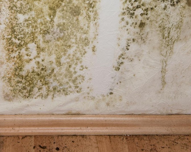 Skimmelsvamp på en væg
