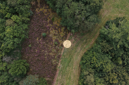 Fyrrepollen - et midlertidigt værk på Harrild Hede af Camilla Berner