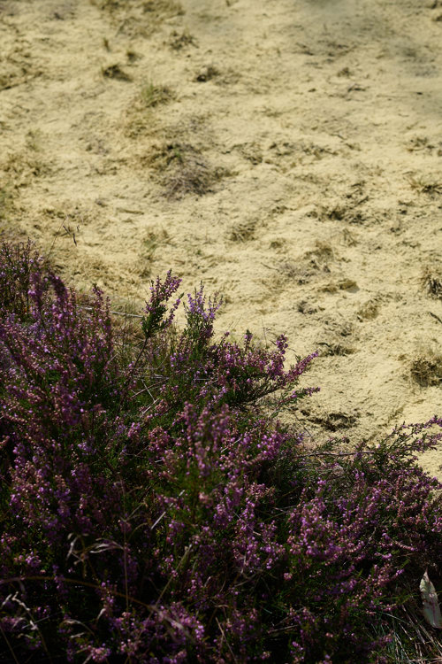 Fyrrepollen - et midlertidigt værk på Harrild Hede af Camilla Berner