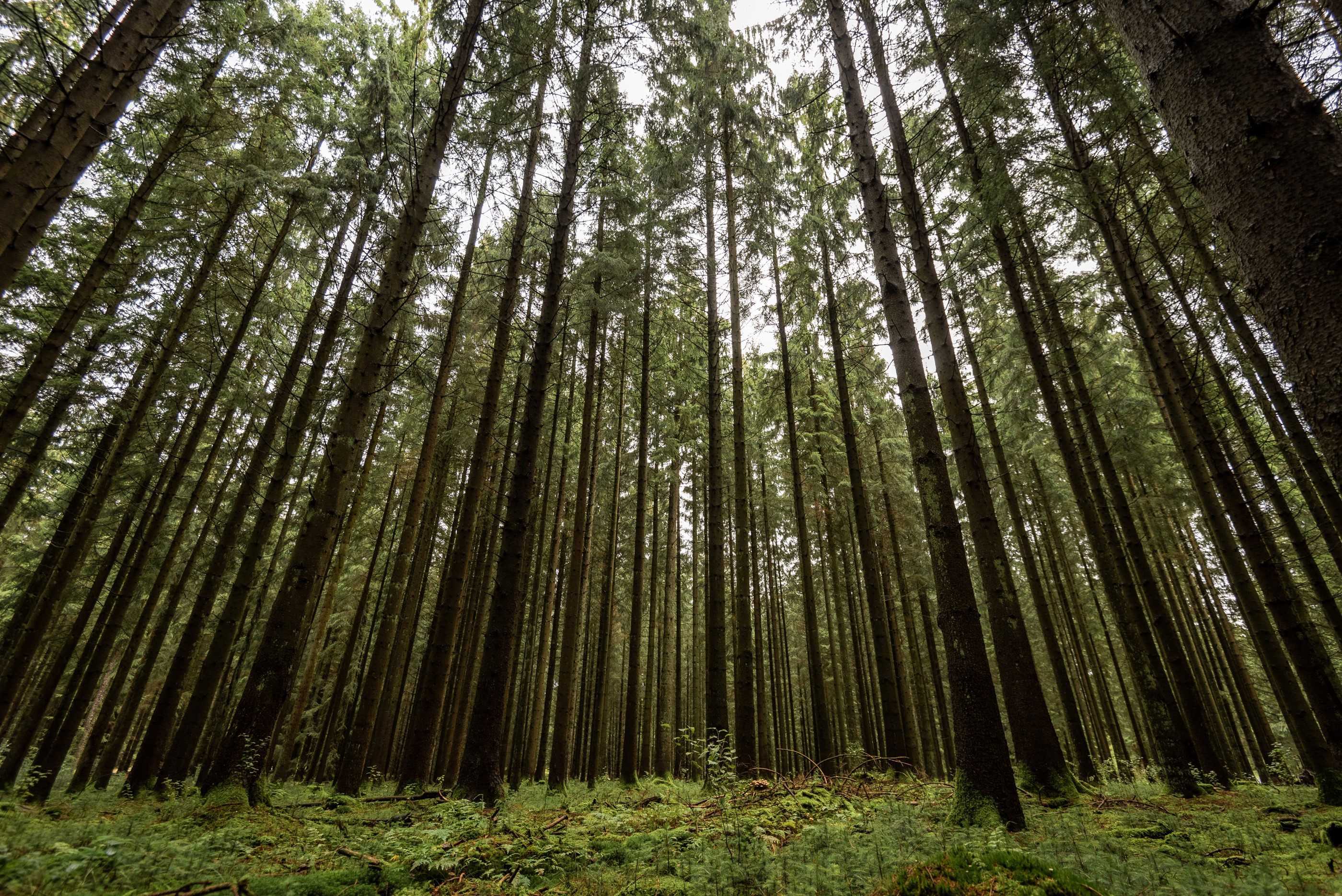 Trees in Palsgaard Forest