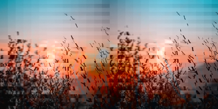 Solnedgang fotograferet med lyng i forgrunden - Sunset photographed with heather in the foreground