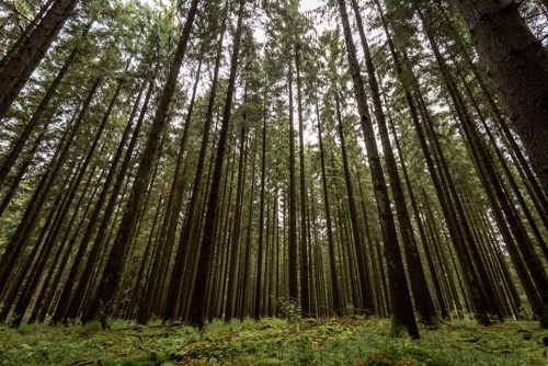 Træstammer i Palsgaard Skov