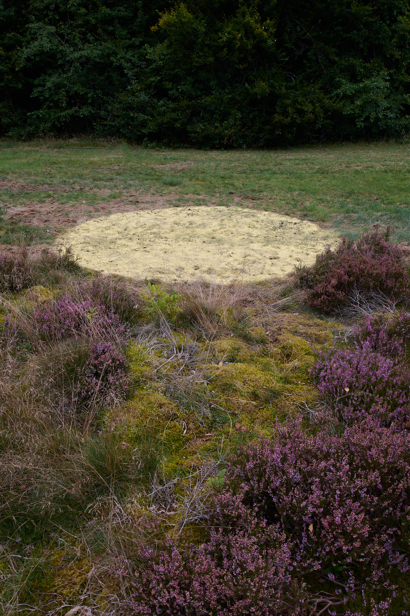 Fyrrepollen - et midlertidigt værk på Harrild Hede af Camilla Berner