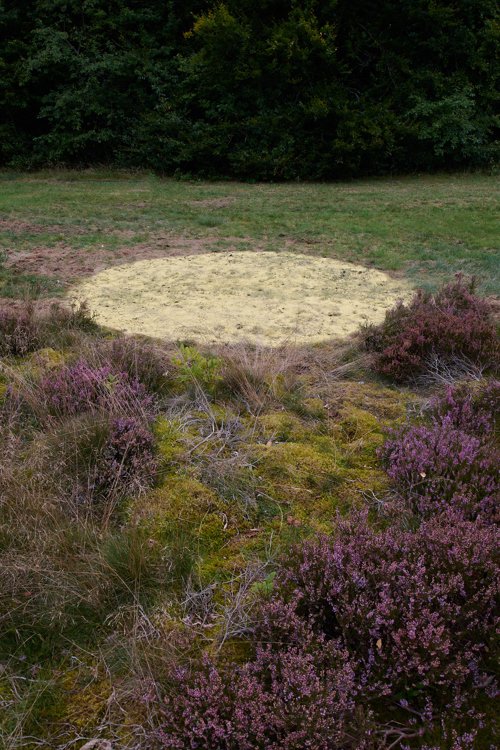 Fyrrepollen - et midlertidigt værk på Harrild Hede af Camilla Berner