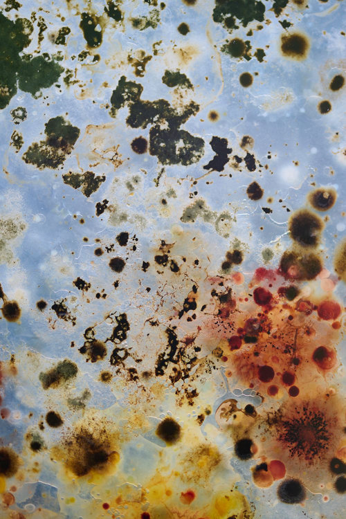 Microbial Dwellings - et midlertidigt værk på Harrild Hede af Rhoda Ting & Mikkel Bojesen