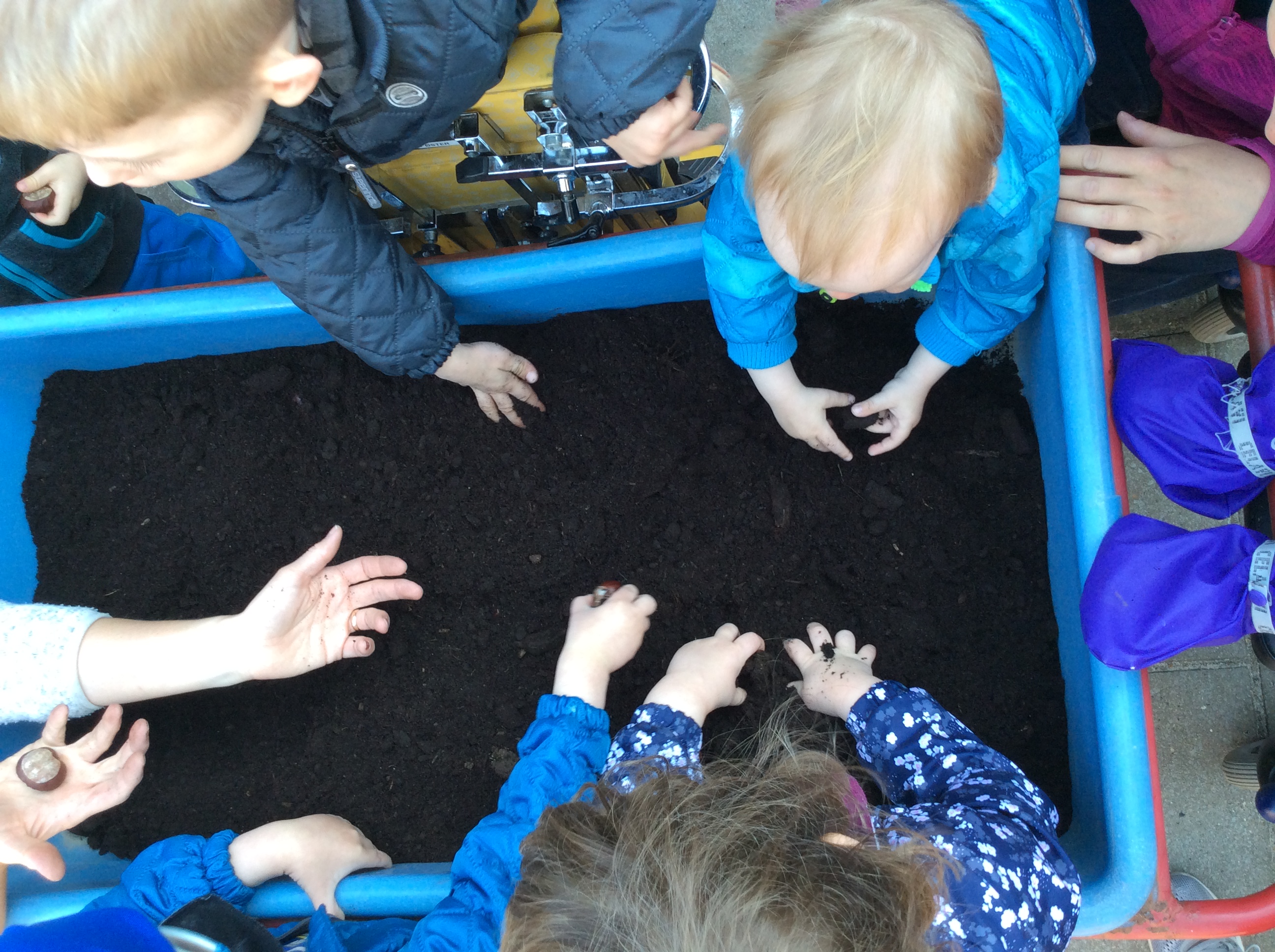 Billedet viser børn der er ved at lægge kastanjer i jorden.